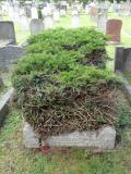 image of grave number 173441